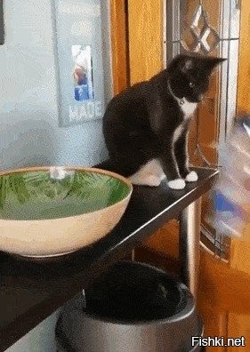 Правильный кот: кто ж пустую бутылку на стол ставит!