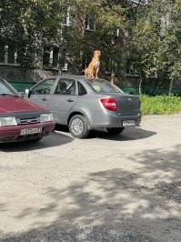 Сигналка