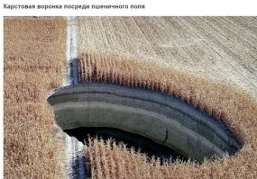 Вот это пшеница уродилась!!!!