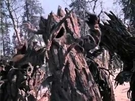 Эти были еще раньше.