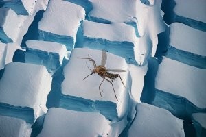 Тююю... Это какой-то больной комарик.
Наш комар, когда на "клаву" садится - текст набирает.