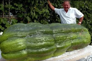 Что такое - огурцы-помидоры? То тля какая-то, то роса мучнистая нападёт с козявками всякими - раз и нет урожая.
 А кабачок... Он всегда растёт, только если ядерным взрывом попробовать... Но кабачок от радиации мутировать может и стать размером побольше. Вот тогда точно проблемы будут
 Кто умеет готовить - кабачков не боятся.