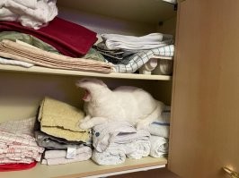 Странные и смешные кадры с котейками, которые заставят улыбнуться