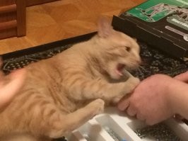Странные и смешные кадры с котейками, которые заставят улыбнуться