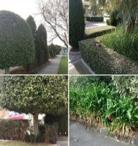 Мой садовник -идиот...