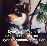 Собака с радостью встречает любимого доставщика посылок