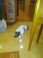 Странные и смешные кадры с котейками, которые заставят улыбнуться