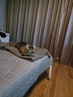 Пару дней назад стал играть в "симулятор кота",  до этого кошка ни как не реагировала на ТВ, но вот этот виртуальный кот ее задел, она трогала его, обходила в округ телевизор, когда прогоню от экрана, то садится за спиной и наблюдает за приключениями кота.