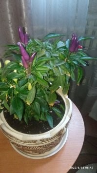 Фиолетовый острый перчик