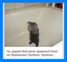Домашние животные до и после купания