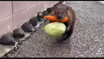 Все за раз - принцип присущий не только мужчинам