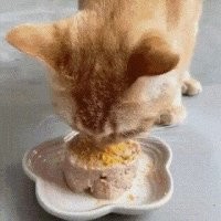 Проворная утка объедает кошку