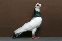 Думаю такие есть у каждого голубевода. 
А необычные и довольно редкие например такие
