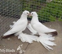 Голубя можно было не пихать, это обычный космач.