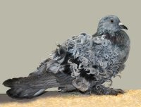 Думаю такие есть у каждого голубевода. 
А необычные и довольно редкие например такие