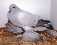 Голубя можно было не пихать, это обычный космач.