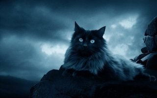 сплошной фотошоп
Тоже и самое с котиком...