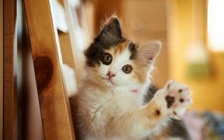 сплошной фотошоп
Тоже и самое с котиком...