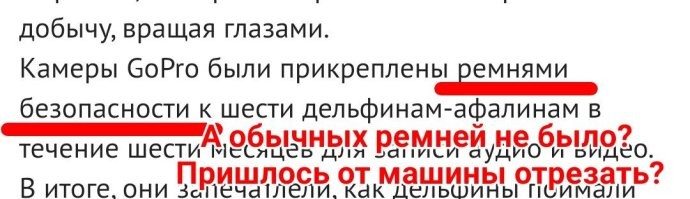 Ученые изучили рацион боевых дельфинов с помощью GoPro