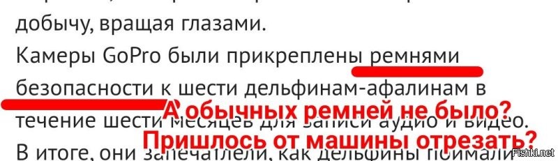 Ученые изучили рацион боевых дельфинов с помощью GoPro