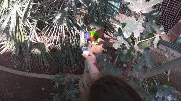 В Иерусалимском зоопарке, девочка кормит птицу нектаром.