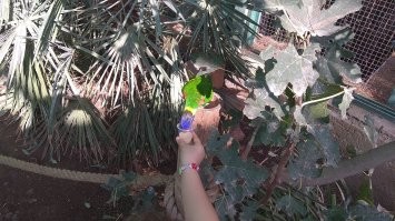 В Иерусалимском зоопарке, девочка кормит птицу нектаром.