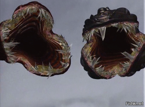 Не картошка и не микроб: ученые нашли странного хищника из кембрийского периода