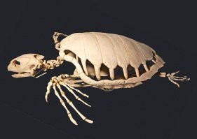 -"Разновидности этих черепах характеризуются отсутствием привычного панциря. Их спина покрыта ровной кожей или редкими роговыми шипиками."-
-вообще-то панцирь у них есть, просто покрыт кожей.