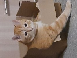 Погнали! 
П.с рыжий наш)))