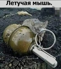 Комменты - пушка: пользователи поделились смешными мнениями в соцсетях