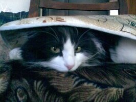 "Мне так удобно!": животные, которые вместились в неожиданные места