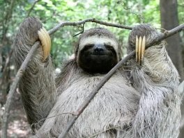 Не подходи близко: котейки, которые выпустили свои когти