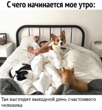 погодите, а кто собак в 6 утра вывел выгуливать? жена? она же и фото делает?