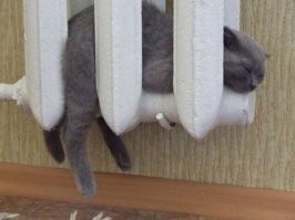 "Мне так удобно!": животные, которые вместились в неожиданные места