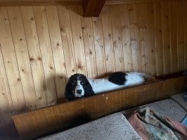 ...прячется от салютов и охотников.