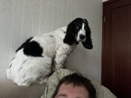 ...прячется от салютов и охотников.