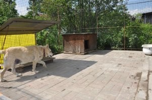 самое преданное создание. жаль жизнь у них такая короткая. я плачу до сих пор когда своих вспоминаю