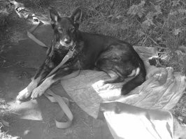 самое преданное создание. жаль жизнь у них такая короткая. я плачу до сих пор когда своих вспоминаю