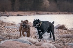 А как меня встречают наши два по 50кг, это только держись. Возня, сопение, желание залезть на голову... Натиск как у танкеток