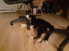 Мой обожал спать таким вот образом, покуда мелкий был.