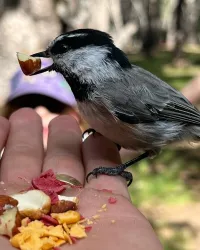 Вот же наглый воробей - он цены на фундук видел? Взял бы, что подешевле.