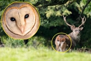 15 фотографий эмоциональных предметов