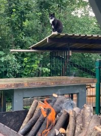 Фотки у нашего дома , вот так у нас вечереет . Кота просто так поставил он мне уже 12 лет жить не дает :) как только мангал разжигаю тут как тут и орет дурниной МЯУ или если с латышского перевести МОСКАЛЬ МЯСО ДАЙ МЯУ если не понял :)