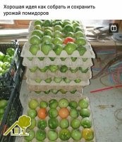 Либо помидоры мелкие, либо подложки от страусиных яиц.