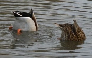 Подборка юмора для автолюбителей