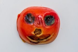 Забытый на кухне помидор