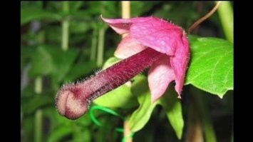 15 фотографий эмоциональных предметов