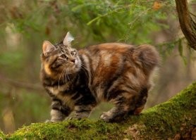 Курильский бобтейл. Суперские кошки, кстати. Очень необычные. Воду любят, пылесоса не боятся, прыгают с пола на шкаф, разговорчивые, не линючие, и нет специфичного кошачьего запаха от мочи.