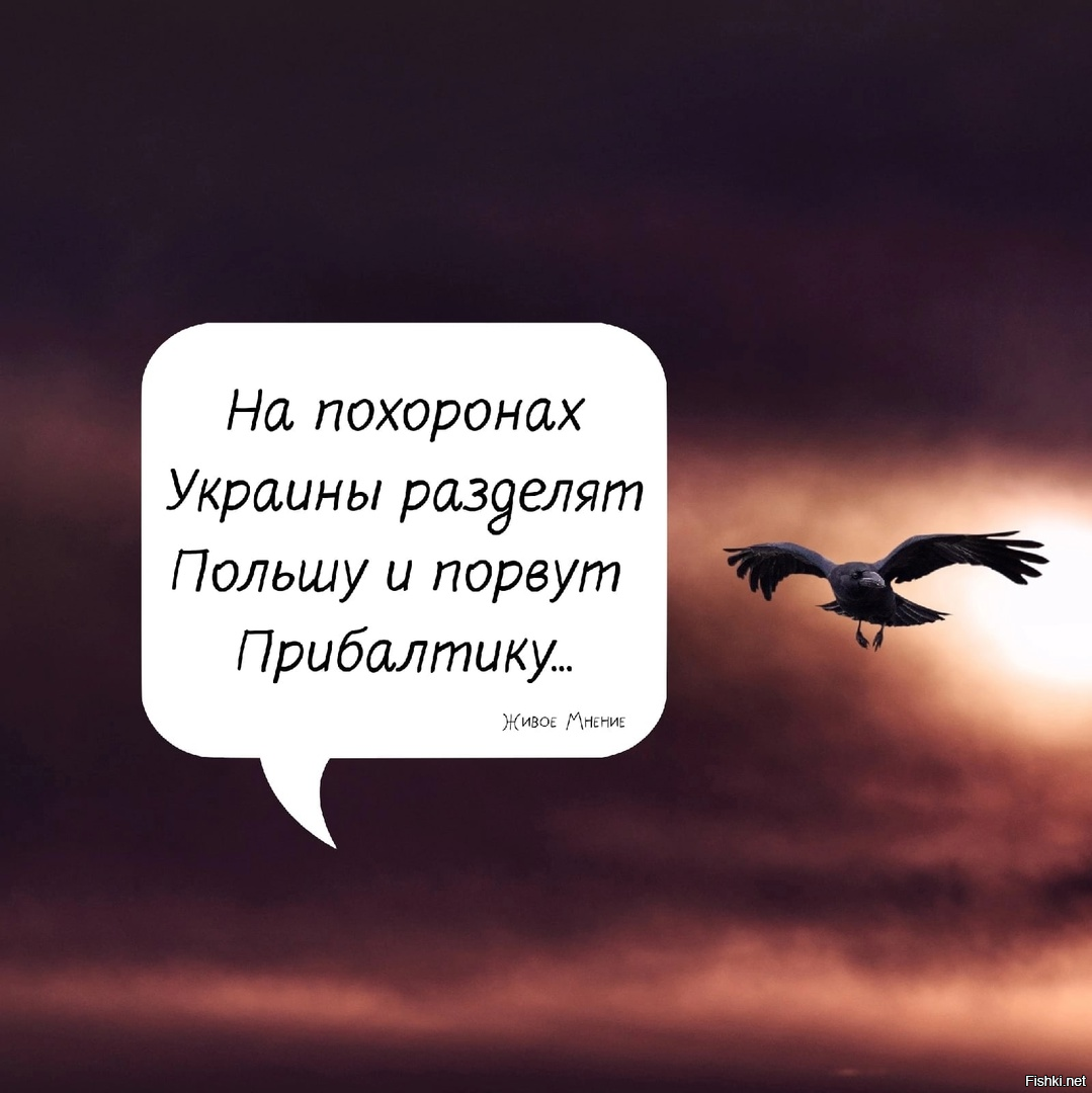 Живое мнение. Цитаты про орла. Чтобы летать с орлами не паситесь с индюками. Цитаты про Орлов. Чтоб летать с орлами не паситесь с индюками Брайан Трейси.