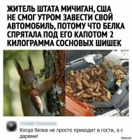 Если сравнить шишку в зубах у белки, с шишками в авто, сразу станет ясно, что шишки под капот, пихал хозяин авто. Во всяком случае те, что на переднем плане. Белка пустые шишки заготавливать не будет. Она не дура.
